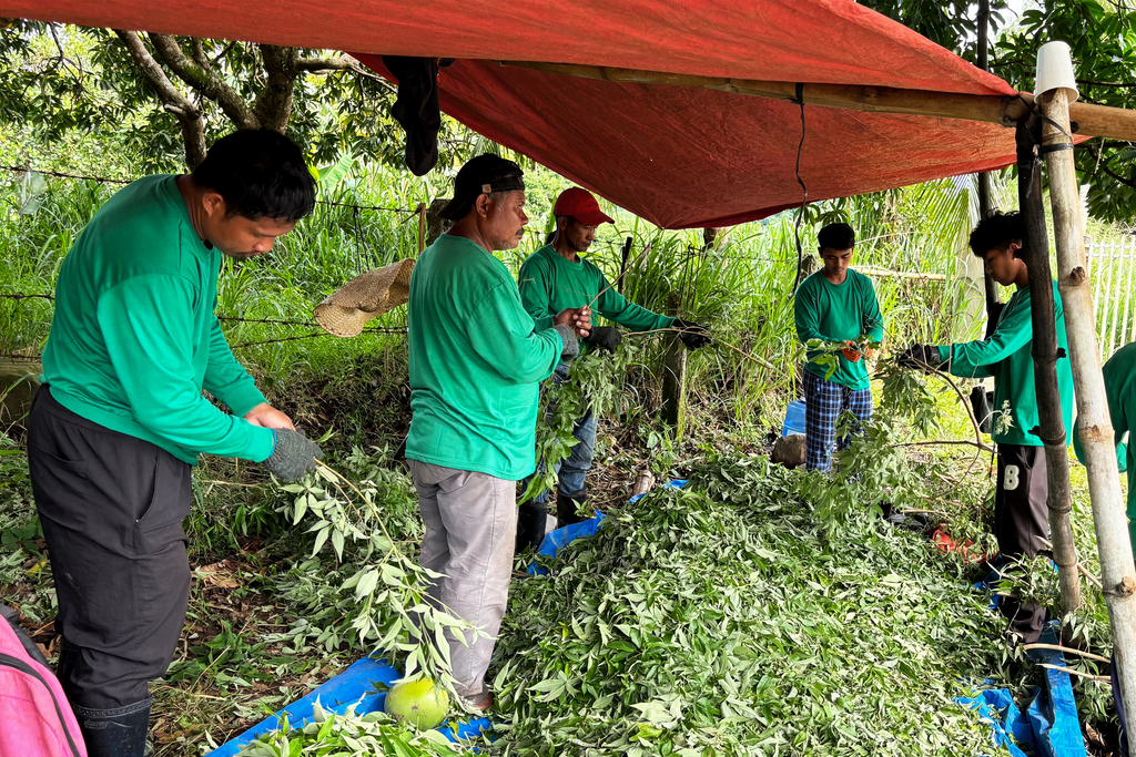 Farm workers handling lagundi leaves in Tanay, Rizal